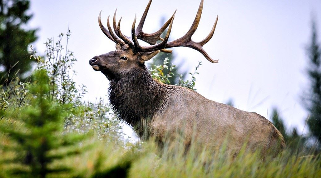 National-Animals-Elk-Norway